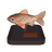 Phoenix Barb Model