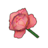 Pink Mooncycle Rose