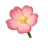 Pink Sunset Moss Rose