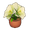 Potted Amaryllis