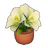 Potted Amaryllis