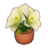 Potted Amaryllis