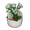 Potted Bellflower