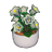 Potted Bellflower