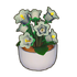 Potted Bellflower