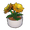 Potted Dahlia