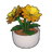 Potted Dahlia