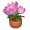 Potted King Protea