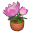 Potted King Protea
