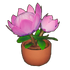 Potted King Protea