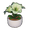 Potted Lily