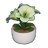 Potted Lily