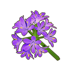 Purple Agapanthus Icon.png