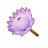Purple King Protea