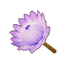 Purple King Protea
