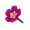 Purple Moss Rose