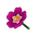 Purple Moss Rose