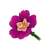 Purple Moss Rose