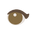 Radiant Round Eyes