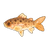 Rainbow Trout