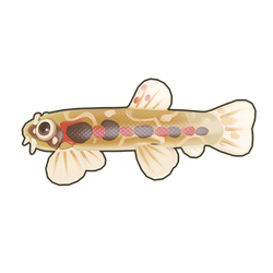 Red-Spotted Loach Icon.png