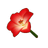 Red Amaryllis