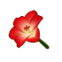 Red Amaryllis