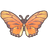Red False Acraea
