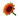 Red Sunflower
