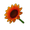 Red Sunflower