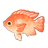 Red Tilapia