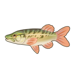 Redfin Pickerel Icon.png