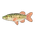 Redfin Pickerel
