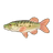 Redfin Pickerel