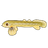 Ropefish