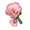 Rose Pink Bellflower