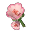 Rose Pink Bellflower