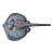 Round Ribbontail Ray