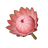 Russet King Protea