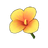 Saffron Canna