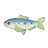Sardine