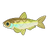 Sharpbelly