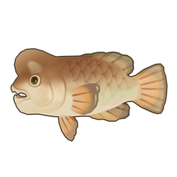 Sheepshead Wrasse Icon.png