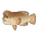 Sheepshead Wrasse