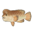 Sheepshead Wrasse