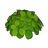 Shrub