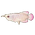 Silver Arowana