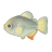 Silver Pacu