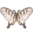 Sixbar Swordtail