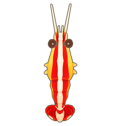 Skunk Cleaner Shrimp Icon.png